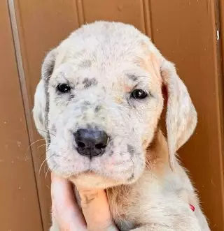Kay’s Puppy Transport