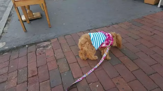 The Twisted Tail