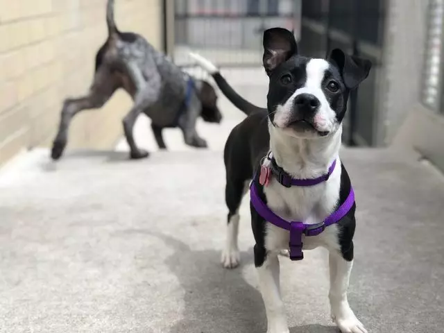 DoggieVIP Philly