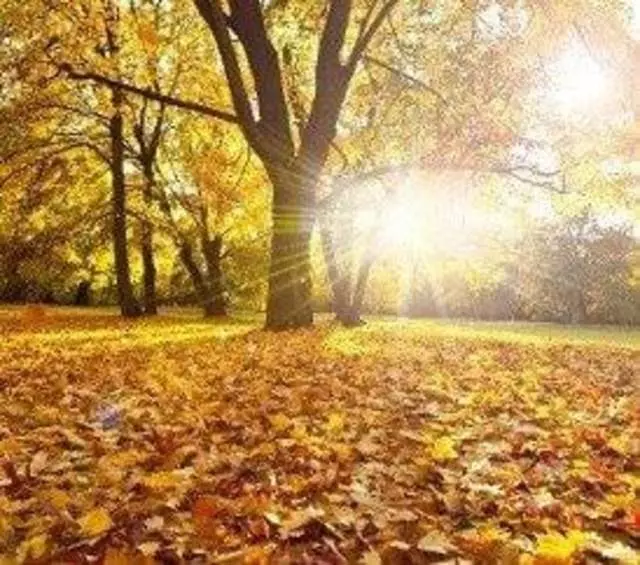 Alternative Psychotherapy Services