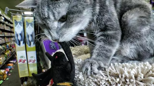 Accent On Animals