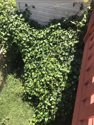 Backyard Bully