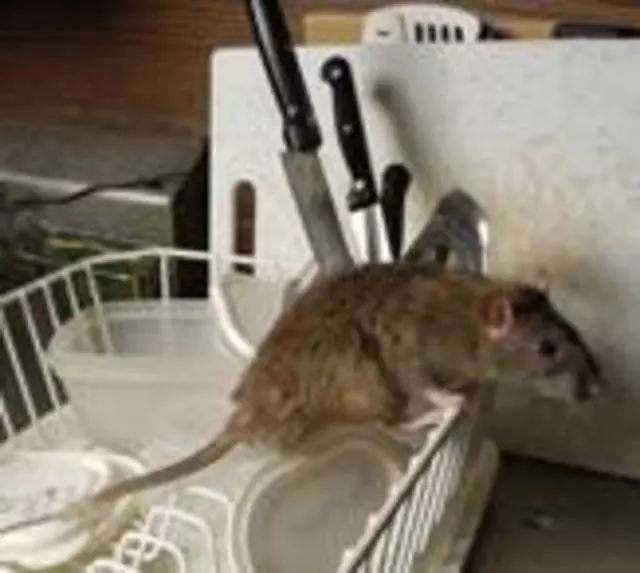 Affordable Pest Services
