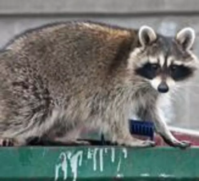 Affordable Pest Services