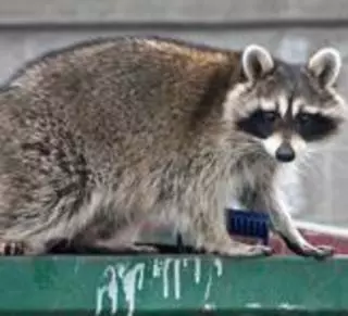 Affordable Pest Services