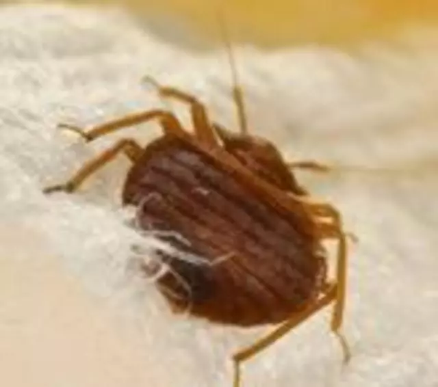 Affordable Pest Services