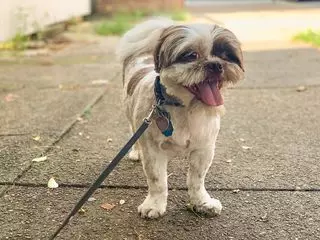 Doggie Style Pets 