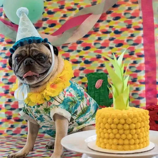 Amelie’s Bark Shop