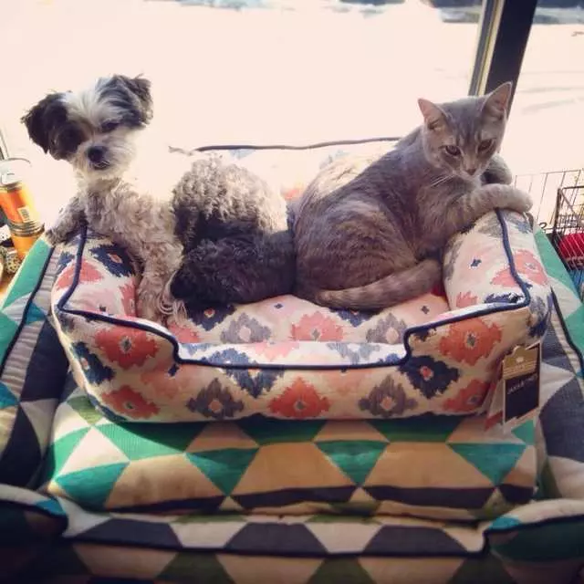 Amelie’s Bark Shop