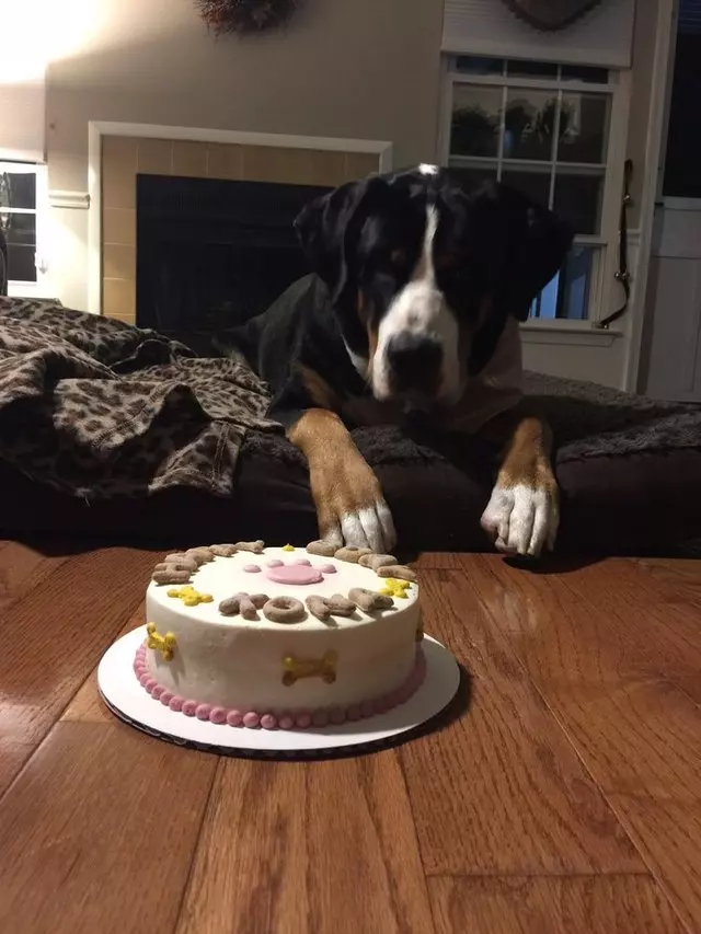Amelie’s Bark Shop