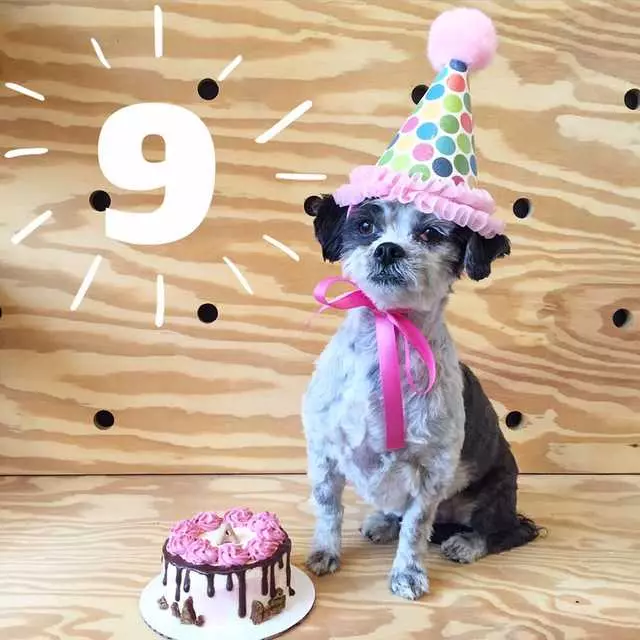Amelie’s Bark Shop