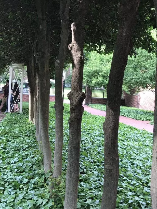 18th Century Garden
