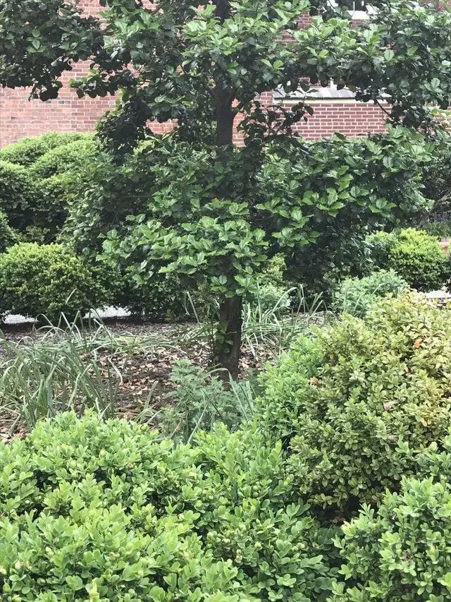 18th Century Garden