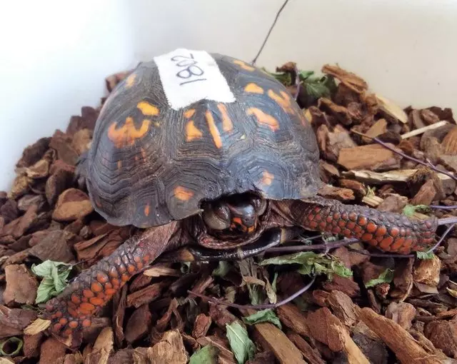 Wildlife Clinic at the Schuylkill Center