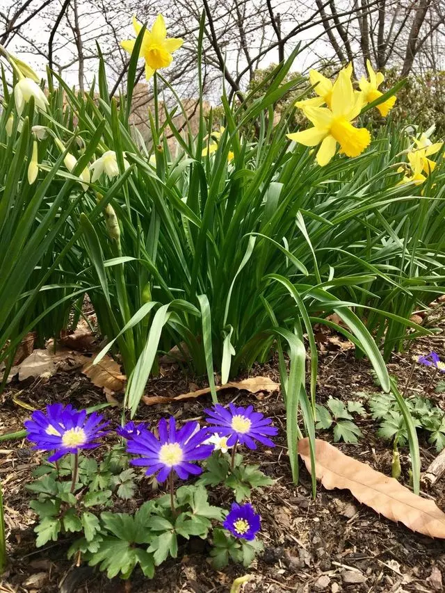Azalea Gardens
