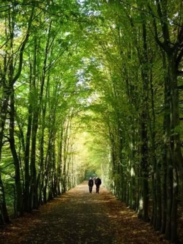 Serenity Counseling and Wellness