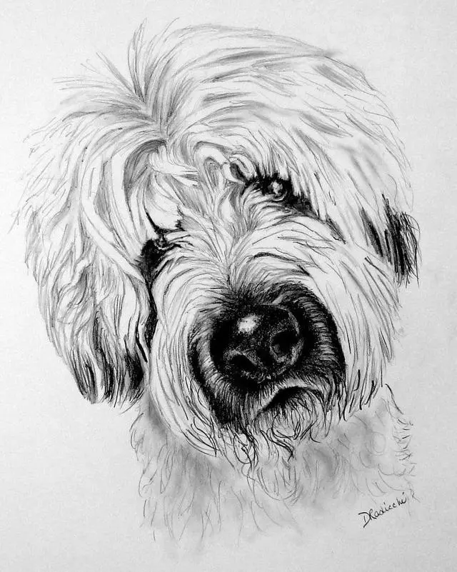 Art by Debbie Radicchi Pet Portraits in Pencil