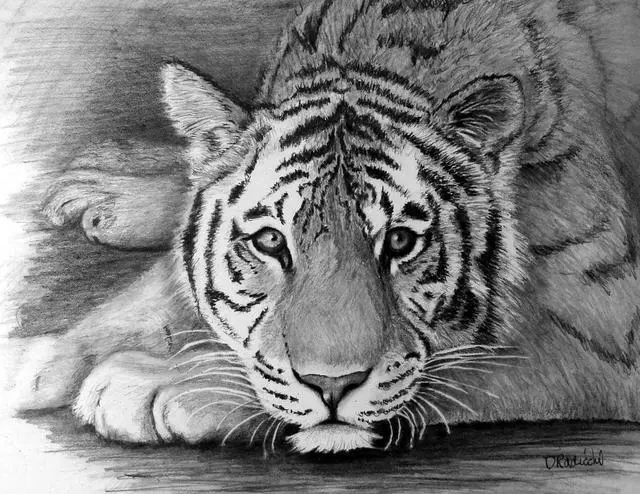 Art by Debbie Radicchi Pet Portraits in Pencil