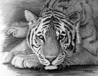 Art by Debbie Radicchi Pet Portraits in Pencil