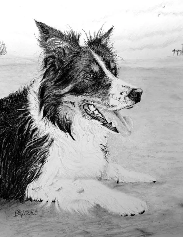 Art by Debbie Radicchi Pet Portraits in Pencil
