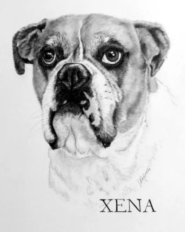 Art by Debbie Radicchi Pet Portraits in Pencil