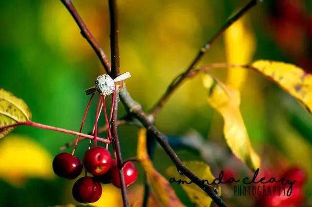 Amanda Lee Photography